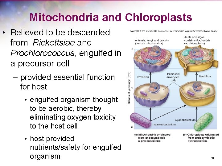 Mitochondria and Chloroplasts • Believed to be descended from Rickettsiae and Prochlorococcus, engulfed in