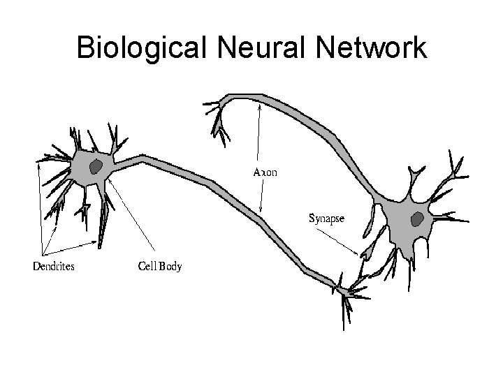 Biological Neural Network Biological Neural Network