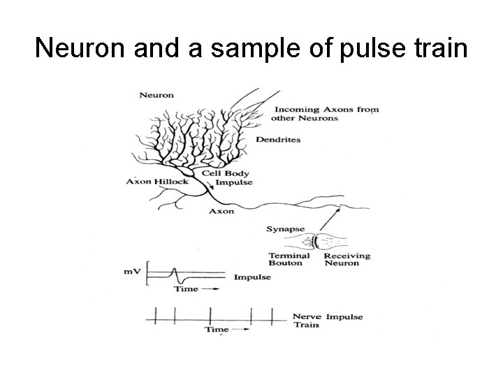 Neuron and a sample of pulse train Neuron and a sample of pulse train