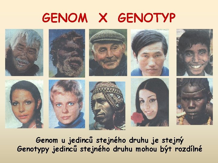 GENOM X GENOTYP Genom u jedinců stejného druhu je stejný Genotypy jedinců stejného druhu