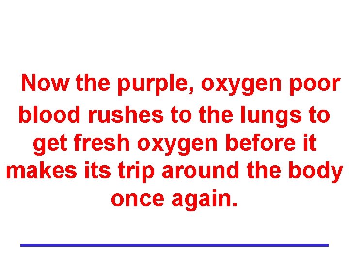 Now the purple, oxygen poor blood rushes to the lungs to get fresh oxygen