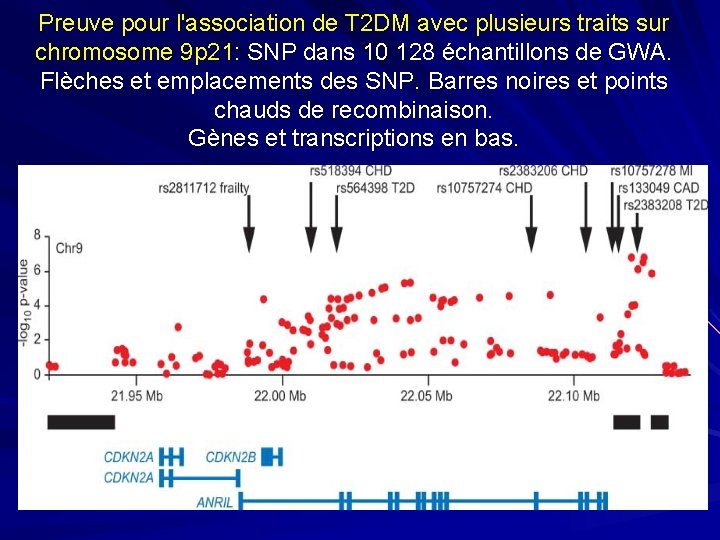 Preuve pour l'association de T 2 DM avec plusieurs traits sur chromosome 9 p