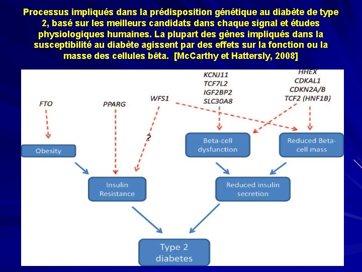 Processus impliqués dans la prédisposition génétique au diabète de type 2, basé sur les