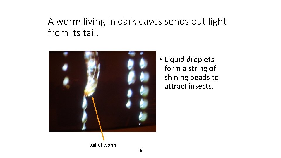 A worm living in dark caves sends out light from its tail. • Liquid