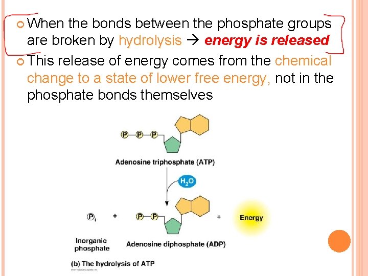  When the bonds between the phosphate groups are broken by hydrolysis energy is