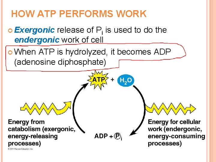 HOW ATP PERFORMS WORK Exergonic release of Pi is used to do the endergonic