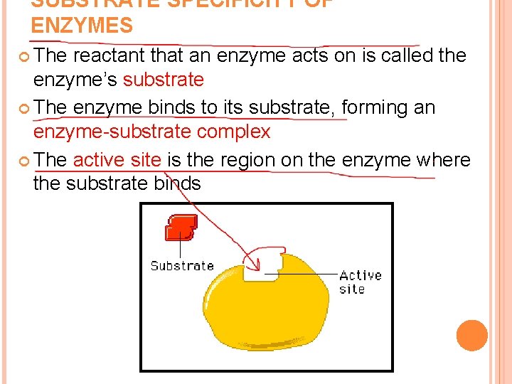 SUBSTRATE SPECIFICITY OF ENZYMES The reactant that an enzyme acts on is called the