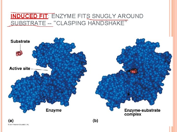 INDUCED FIT: ENZYME FITS SNUGLY AROUND SUBSTRATE -- “CLASPING HANDSHAKE” 