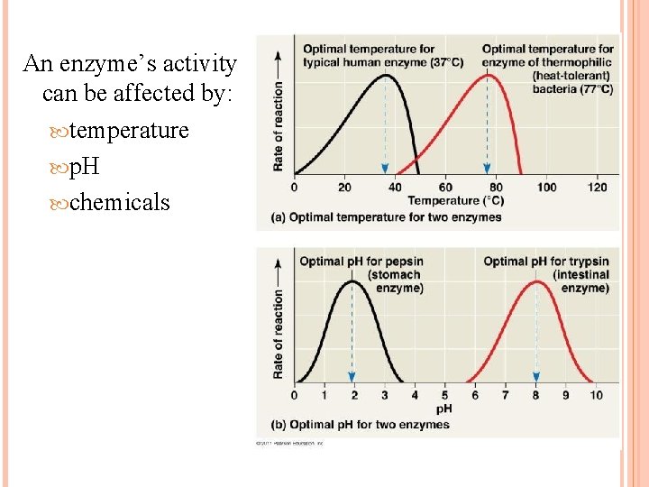 An enzyme’s activity can be affected by: temperature p. H chemicals 