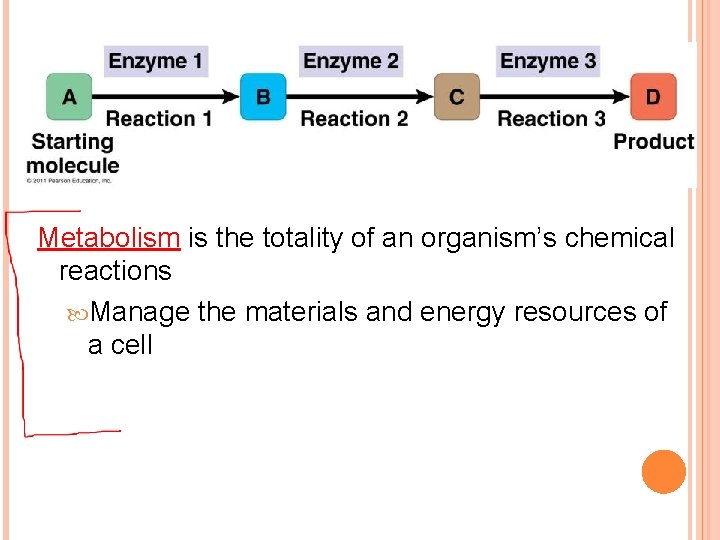 Metabolism is the totality of an organism’s chemical reactions Manage the materials and energy