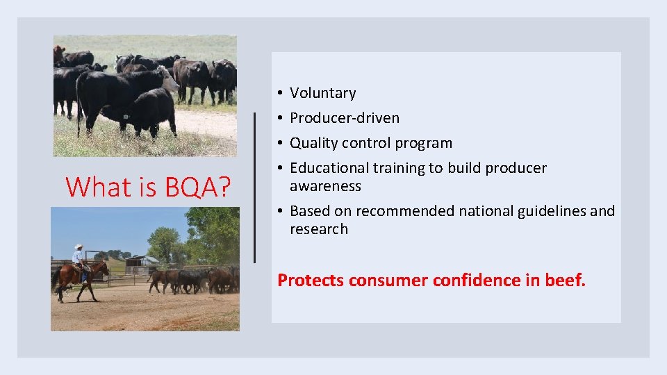 What is BQA? Voluntary Producer-driven Quality control program Educational training to build producer awareness