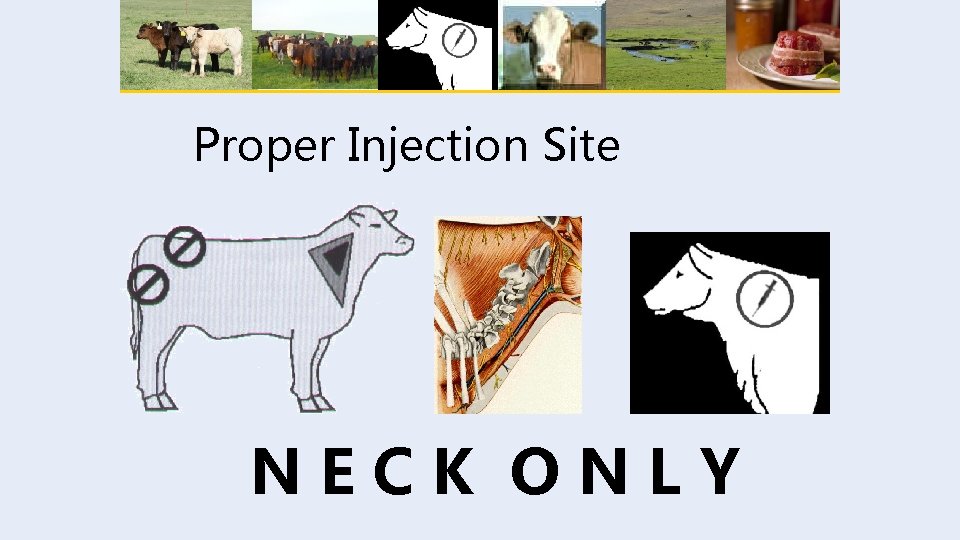 Proper Injection Site NECK ONLY 