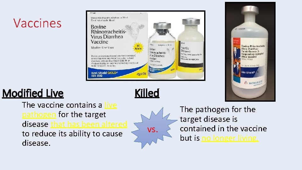 Vaccines Modified Live The vaccine contains a live pathogen for the target disease that