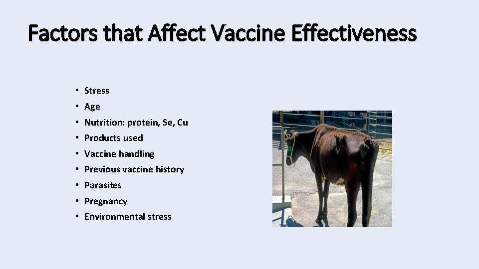 Factors that Affect Vaccine Effectiveness • Stress • Age • Nutrition: protein, Se, Cu