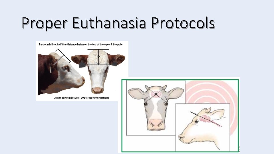 Proper Euthanasia Protocols 