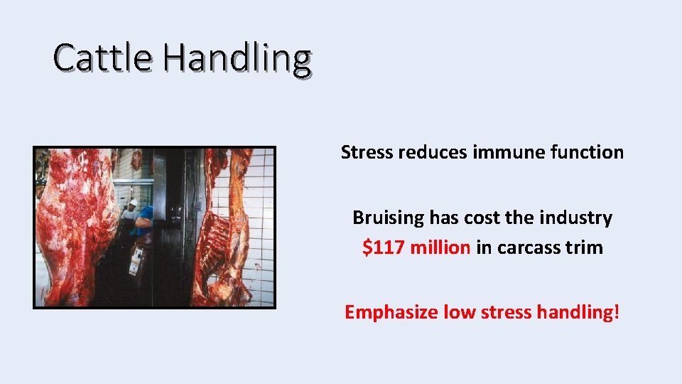 Cattle Handling Stress reduces immune function Bruising has cost the industry $117 million in