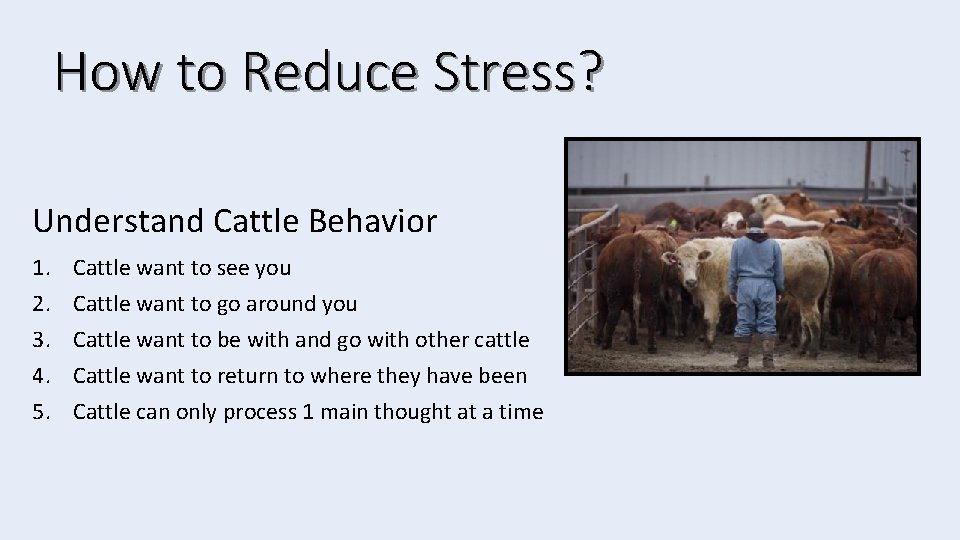 How to Reduce Stress? Understand Cattle Behavior 1. 2. 3. 4. 5. Cattle want