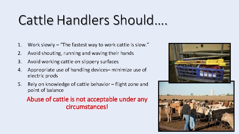 Cattle Handlers Should…. 1. Work slowly – “The fastest way to work cattle is