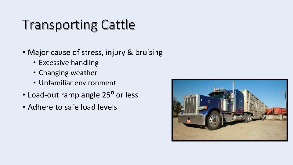 Transporting Cattle • Major cause of stress, injury & bruising • Excessive handling •