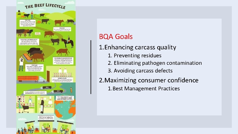 BQA Goals 1. Enhancing carcass quality 1. Preventing residues 2. Eliminating pathogen contamination 3.
