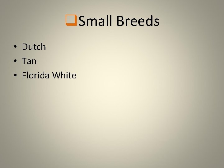 q. Small Breeds • Dutch • Tan • Florida White 