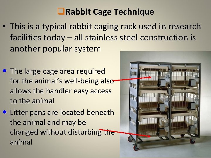 q. Rabbit Cage Technique • This is a typical rabbit caging rack used in