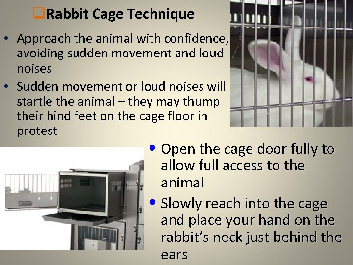 q. Rabbit Cage Technique • Approach the animal with confidence, avoiding sudden movement and