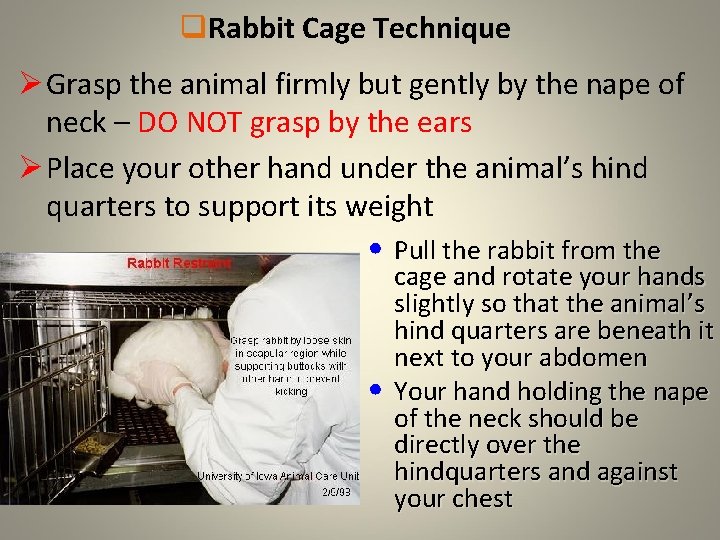 q. Rabbit Cage Technique Ø Grasp the animal firmly but gently by the nape