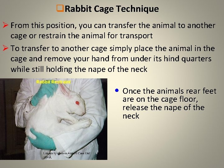 q. Rabbit Cage Technique Ø From this position, you can transfer the animal to