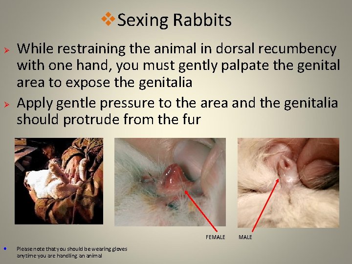 v. Sexing Rabbits Ø Ø While restraining the animal in dorsal recumbency with one