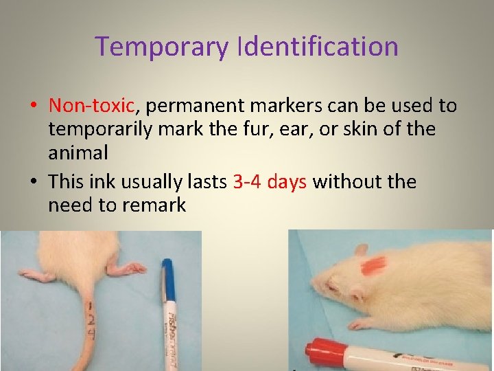 Temporary Identification • Non-toxic, permanent markers can be used to temporarily mark the fur,
