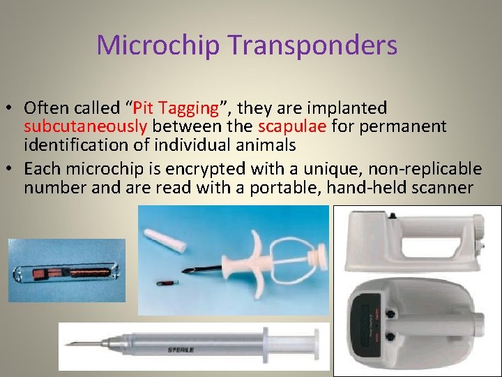 Microchip Transponders • Often called “Pit Tagging”, they are implanted subcutaneously between the scapulae