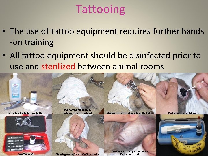 Tattooing • The use of tattoo equipment requires further hands -on training • All