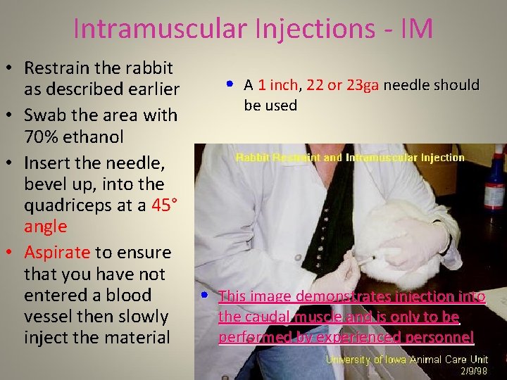 Intramuscular Injections - IM • Restrain the rabbit • A 1 inch, 22 or