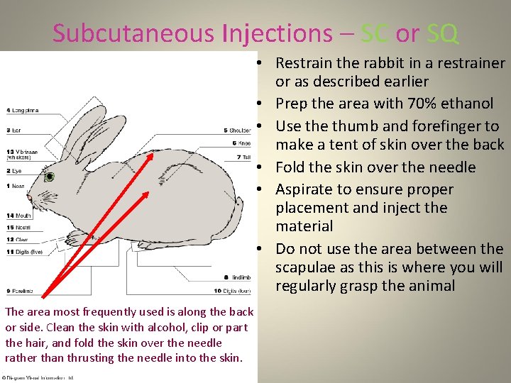 Subcutaneous Injections – SC or SQ • Restrain the rabbit in a restrainer or