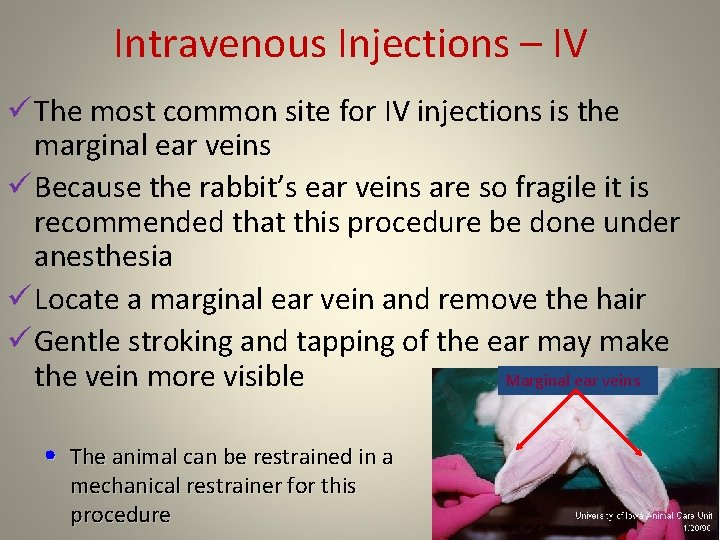 Intravenous Injections – IV ü The most common site for IV injections is the