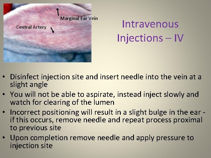 Marginal Ear Vein Central Artery Intravenous Injections – IV • Disinfect injection site and