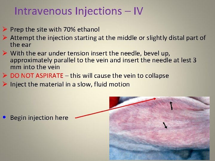 Intravenous Injections – IV Ø Prep the site with 70% ethanol Ø Attempt the