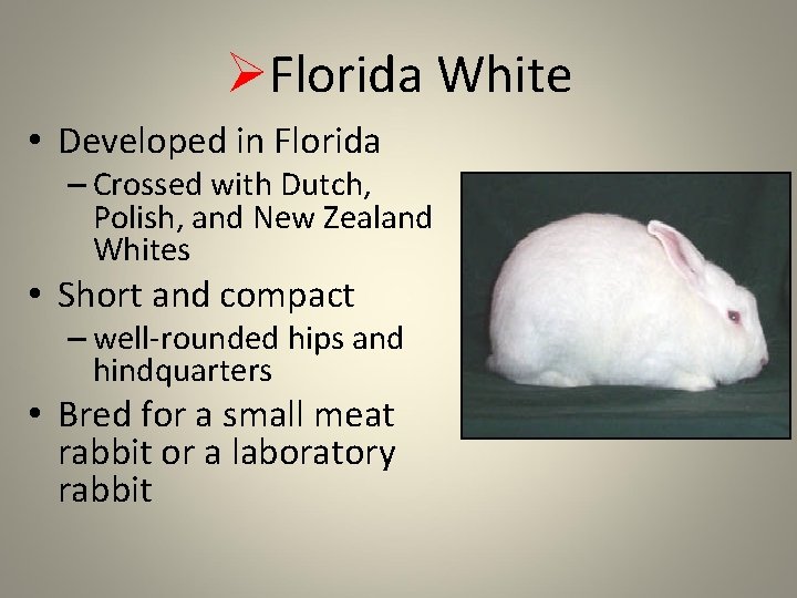 ØFlorida White • Developed in Florida – Crossed with Dutch, Polish, and New Zealand