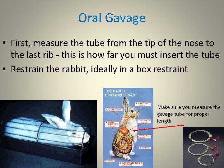 Oral Gavage • First, measure the tube from the tip of the nose to