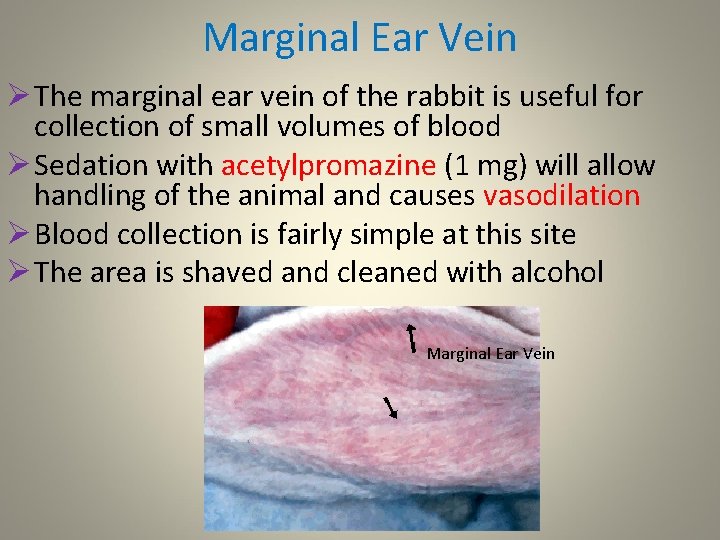 Marginal Ear Vein Ø The marginal ear vein of the rabbit is useful for