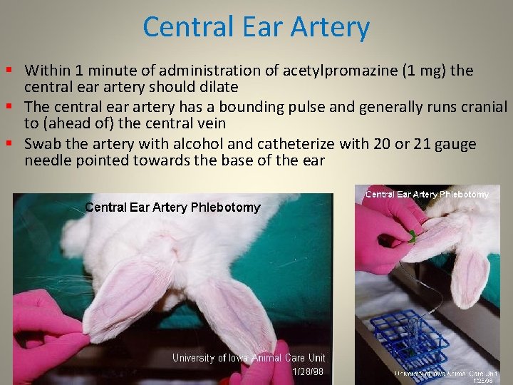 Central Ear Artery § Within 1 minute of administration of acetylpromazine (1 mg) the