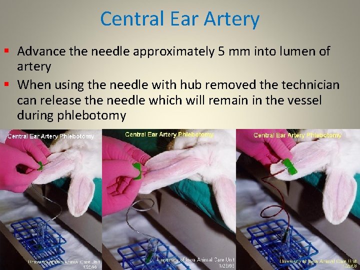 Central Ear Artery § Advance the needle approximately 5 mm into lumen of artery