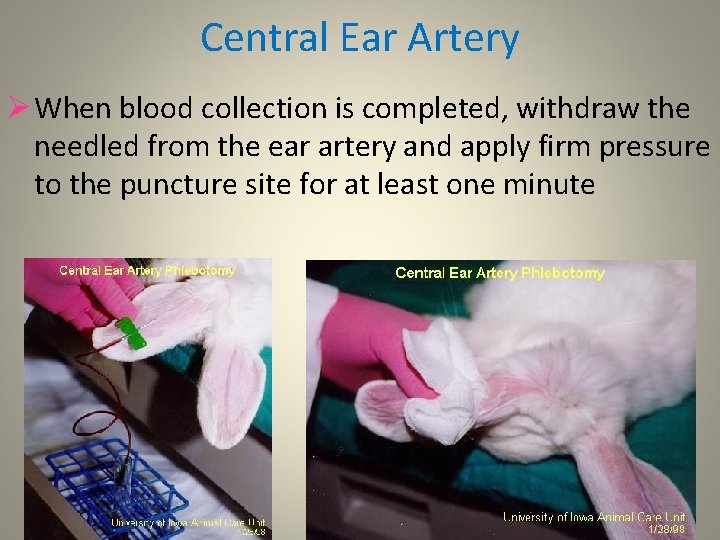 Central Ear Artery Ø When blood collection is completed, withdraw the needled from the