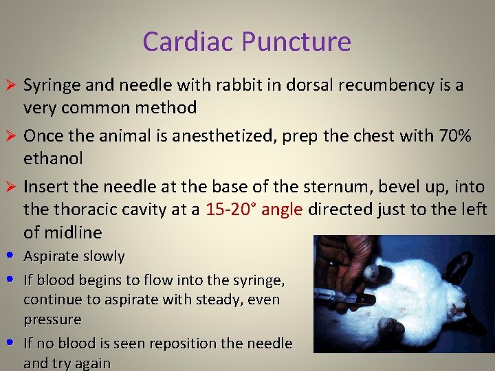 Cardiac Puncture Syringe and needle with rabbit in dorsal recumbency is a very common