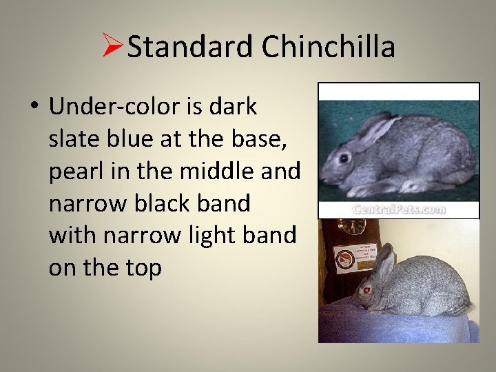 ØStandard Chinchilla • Under-color is dark slate blue at the base, pearl in the