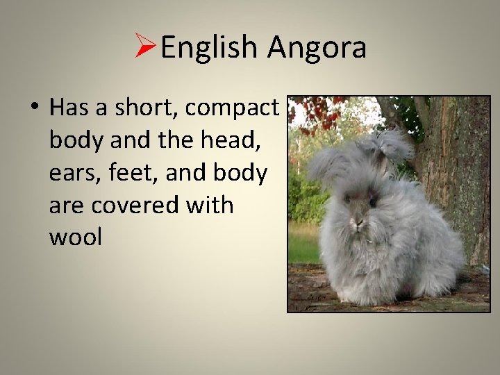 ØEnglish Angora • Has a short, compact body and the head, ears, feet, and