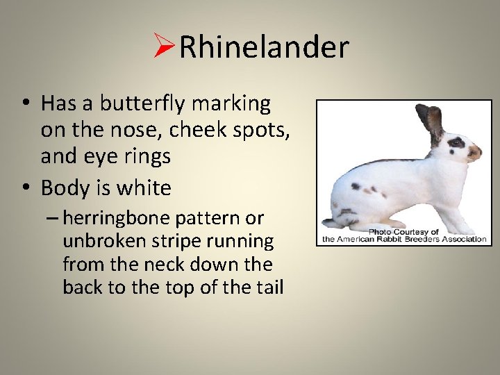 ØRhinelander • Has a butterfly marking on the nose, cheek spots, and eye rings