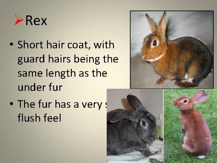 ØRex • Short hair coat, with guard hairs being the same length as the