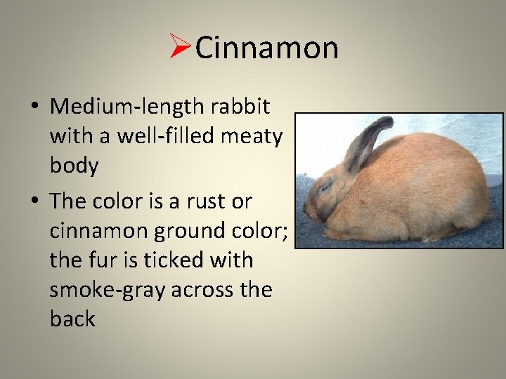 ØCinnamon • Medium-length rabbit with a well-filled meaty body • The color is a